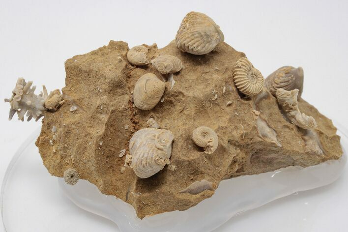 Miniature Fossil Cluster (Ammonites, Brachiopods) - France #195515